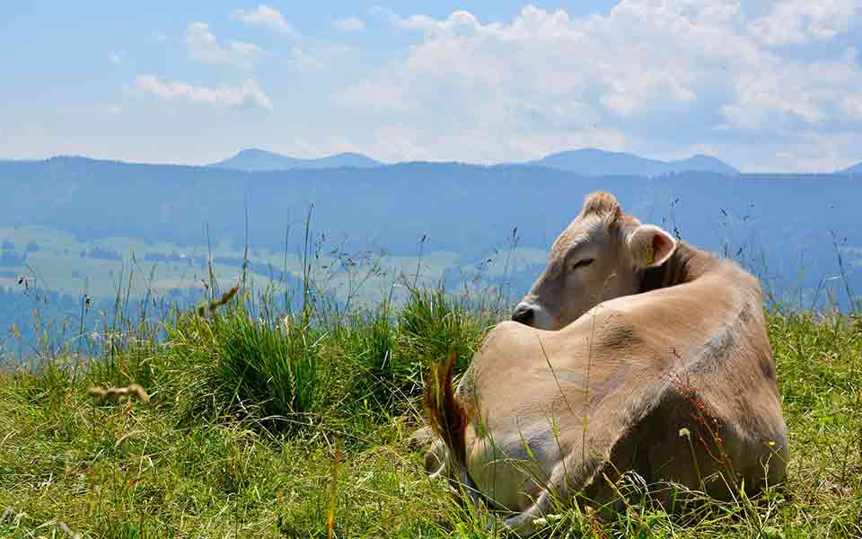 Allgäu Urlaub buchen