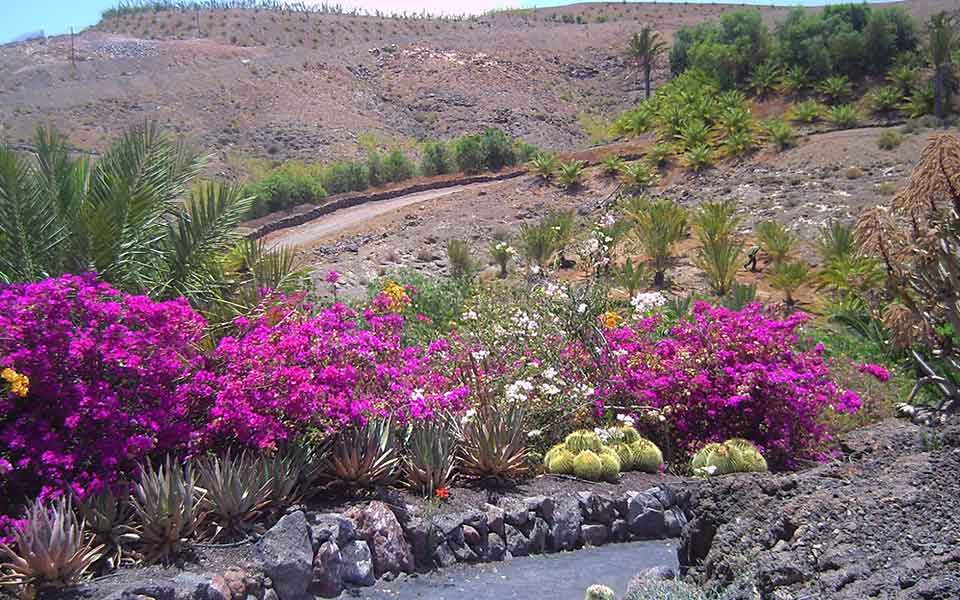 Fuerteventura Reisen günstig buchen