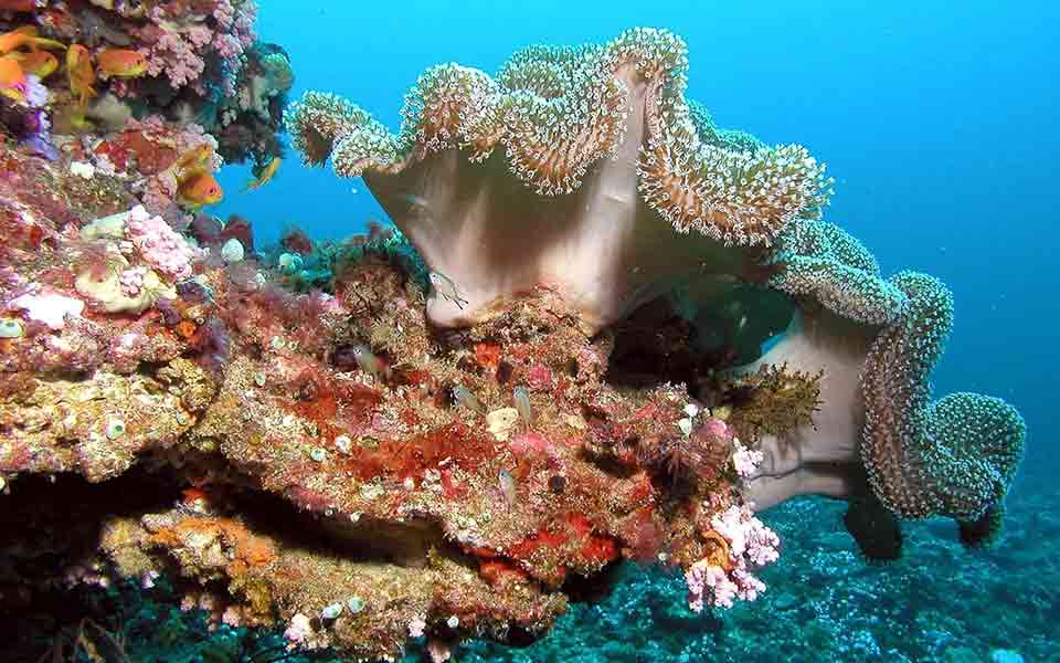 Günstig Malediven Urlaub