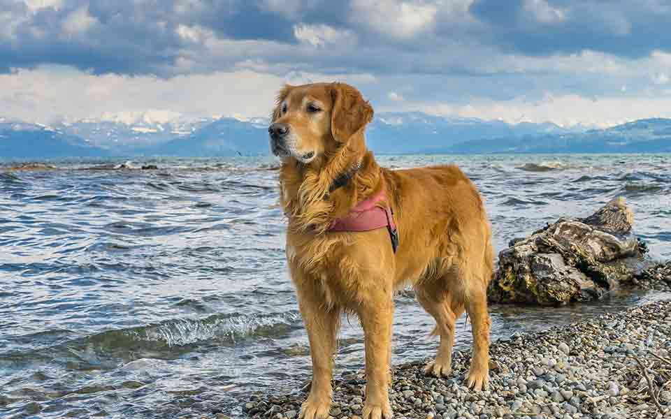 Last Minute mit Hund