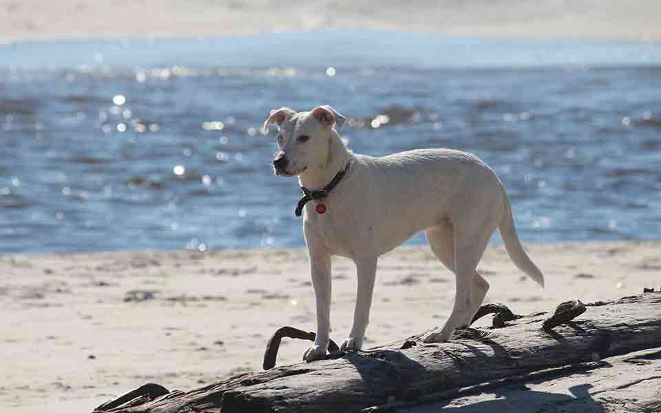Last Minute Urlaub Ostsee Hund【ᐅ】REISEN & URLAUB!