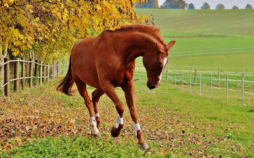 Last Minute Reiterhof