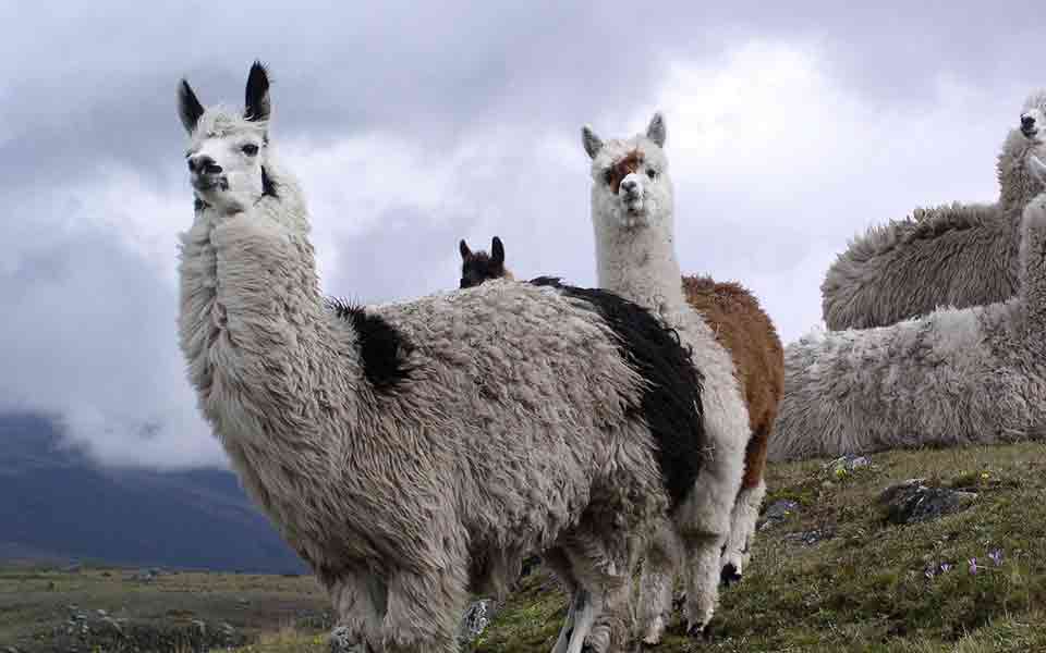 Pauschalreisen Ecuador