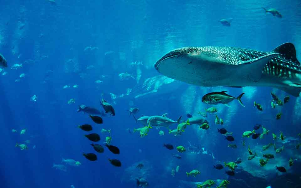 Billig Tauchurlaub buchen