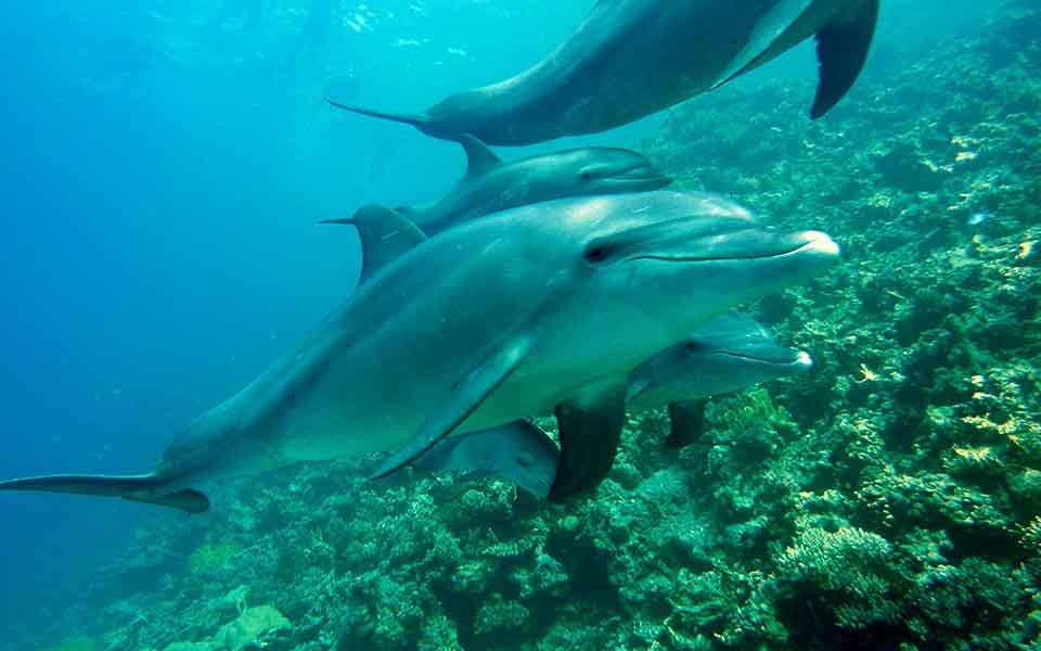 Tauchurlaub billig buchen