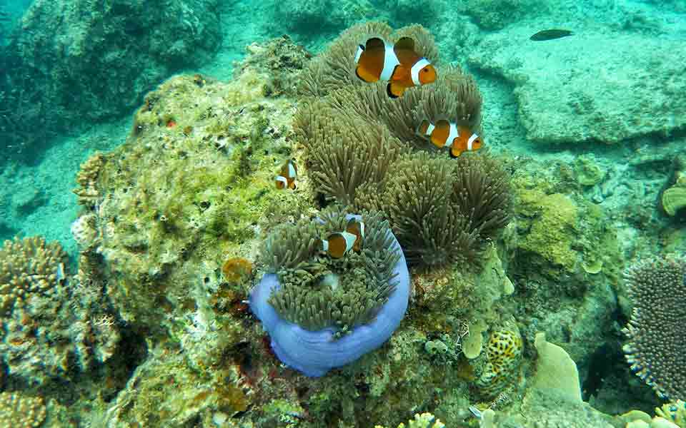 Tauchurlaub Malediven