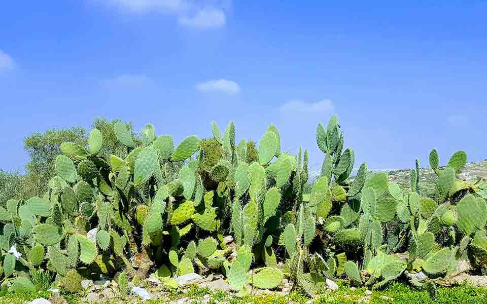 Reiseveranstalter günstig buchen