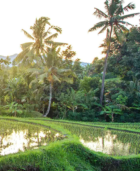 Flüge  Bali 2024 / 2025 günstig buchen