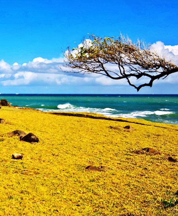 Guadeloupe  Reisen & Urlaub 2024 / 2025 günstig buchen