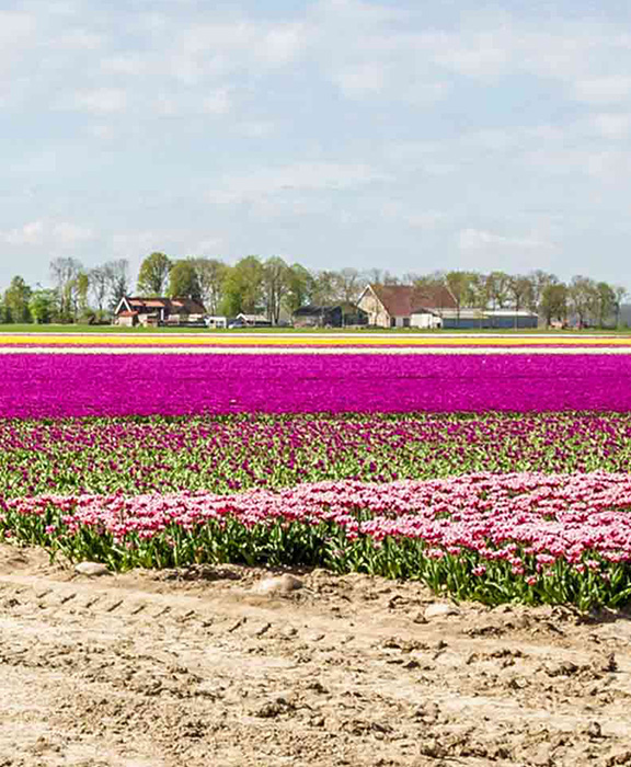 Texel   Reisen & Urlaub 2024 / 2025 günstig buchen Texel   Reisen & Urlaub 2024 / 2025 günstig buchen