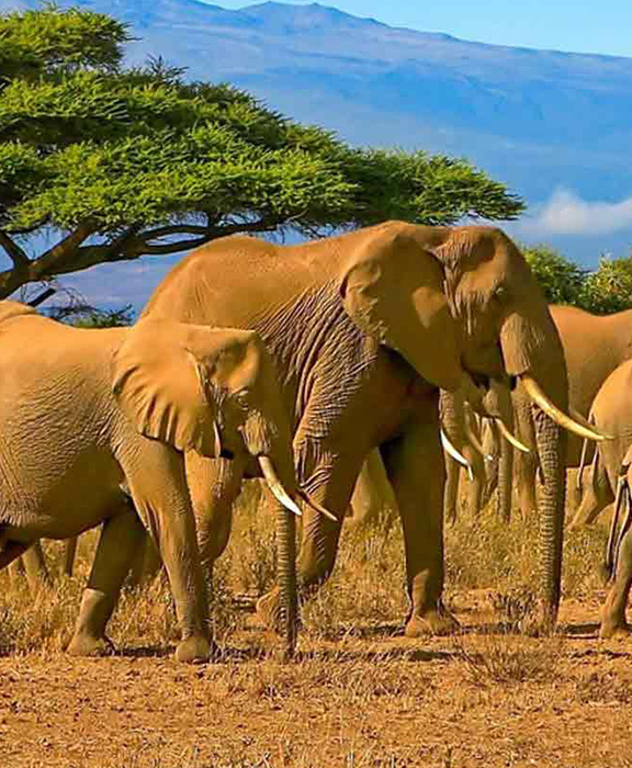 Diani Beach  Reisen & Urlaub 2024 / 2025 günstig buchen Diani Beach  Reisen & Urlaub 2024 / 2025 günstig buchen