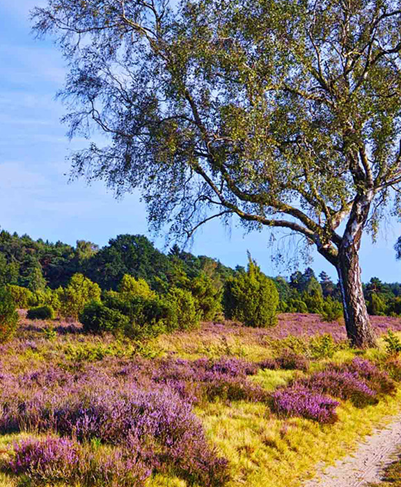 Lüneburger Heide  Reisen & Urlaub 2024 / 2025 günstig buchen