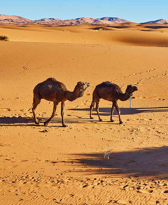 Marokko Wetter 2024 / 2025 Marokko Wetter 2024 / 2025