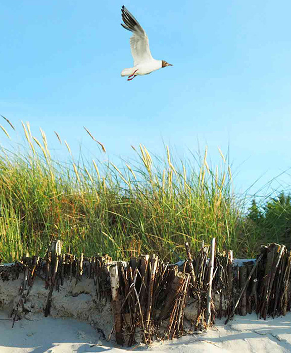 Nordsee  Reisen & Urlaub 2024 / 2025 günstig buchen