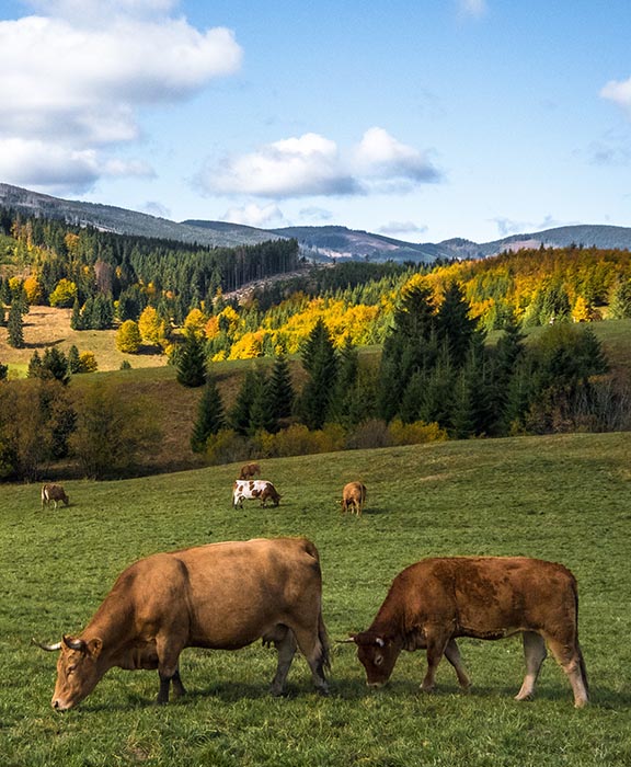 Turcianske Teplice  Reisen & Urlaub 2024 / 2025 günstig buchen