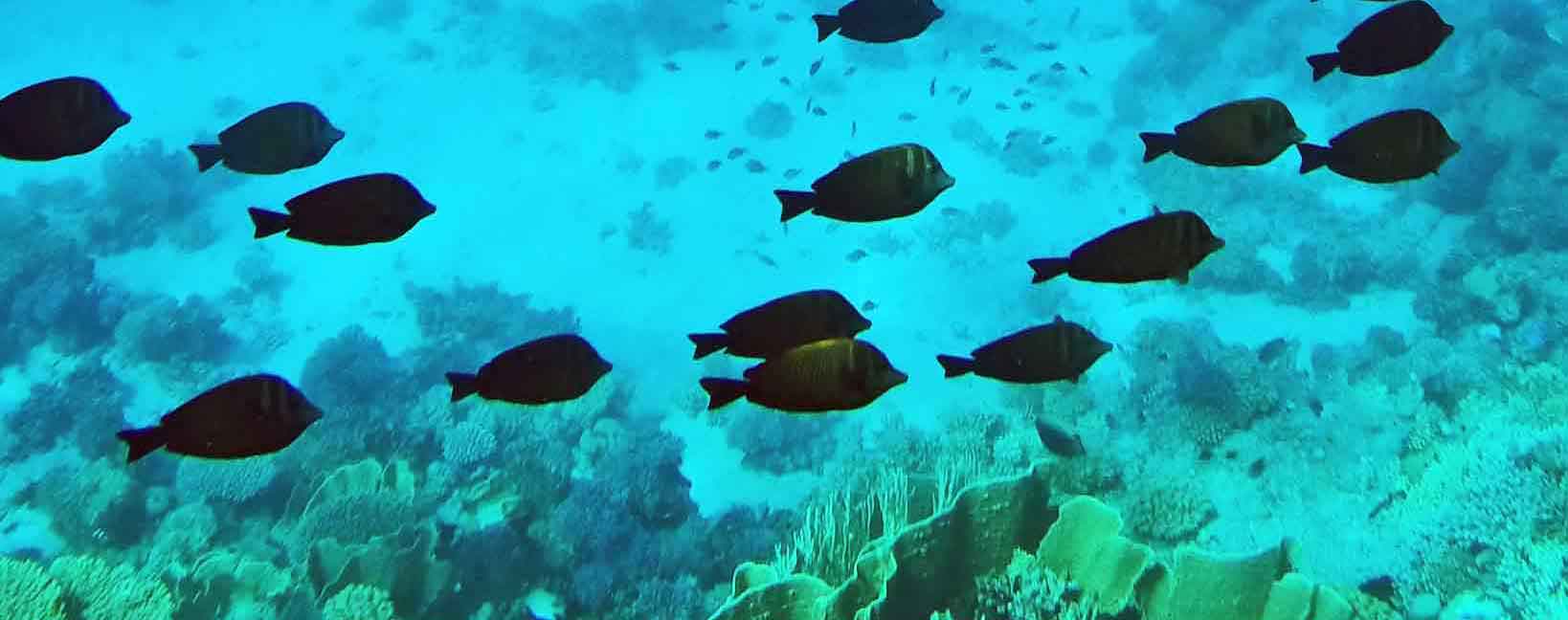 Tauchurlaub günstig buchen auf Günstiger-Reisen.de